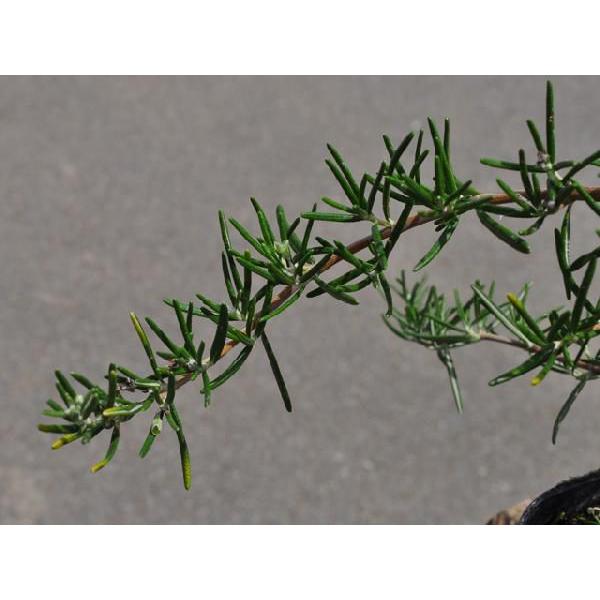 ローズマリー フォタブルー 9 0cmポット 本セット 送料無料 1年間枯れ保証 ハーブ トオヤマグリーン 通販 Yahoo ショッピング