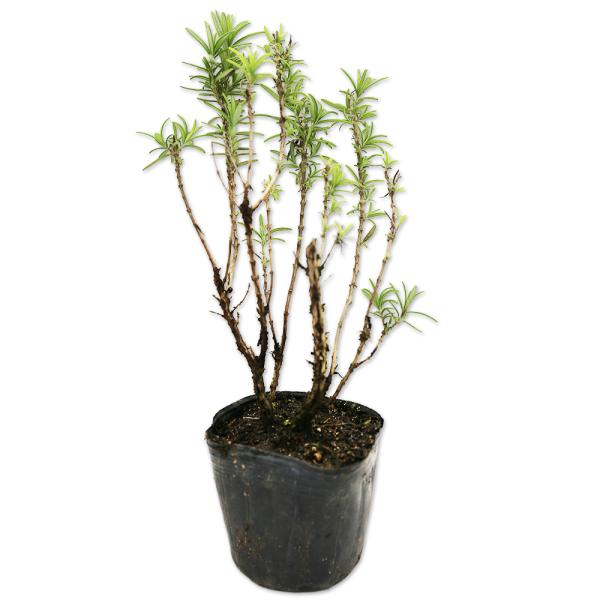 トオヤマグリーン 苗 9 0cmポット 30本セット ローズマリー 1年間枯れ保証 30本セット ハーブ レックス 1年間枯れ保証 送料無料