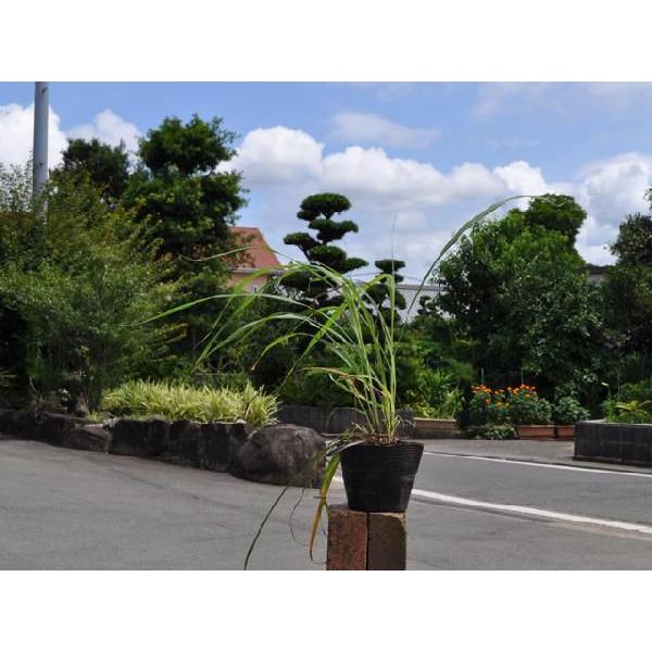 レモングラス 9 0cmポット 1本 1年間枯れ保証 ハーブ トオヤマグリーン 通販 Yahoo ショッピング