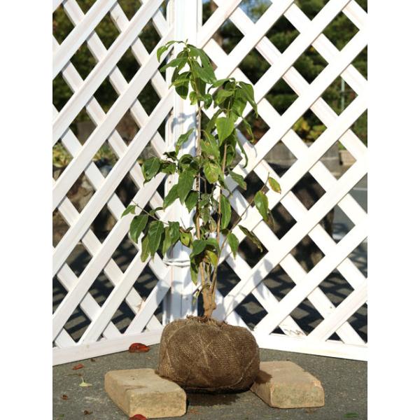 ロウバイ 盆栽 植木の人気商品 通販 価格比較 価格 Com