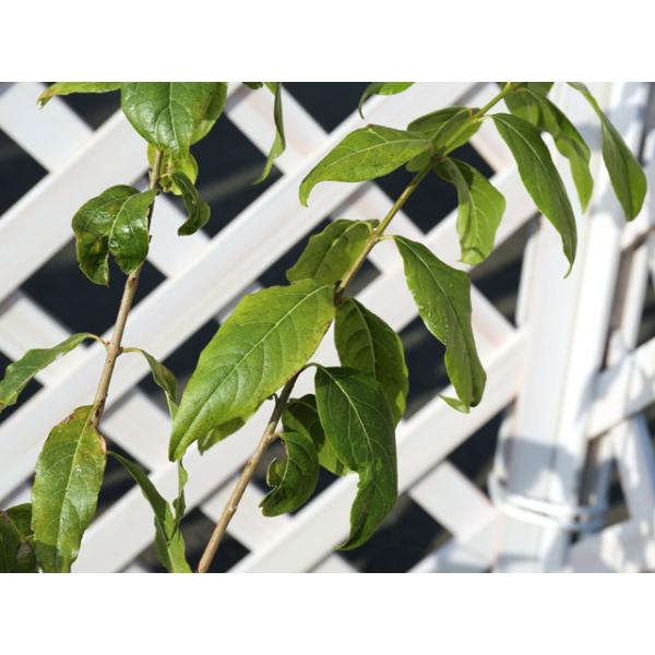 最新コレックション ロウバイ 1 5m露地 1本 1年間枯れ保証 シンボルツリー落葉 Www Certificadodigitaldf Com Br