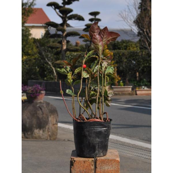 ヤブコウジ 千網 9 0cmポット 1本 1年間枯れ保証 低木 トオヤマグリーン 通販 Yahoo ショッピング