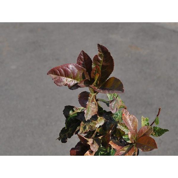 ヤブコウジ 千網 9 0cmポット 1本 1年間枯れ保証 低木 トオヤマグリーン 通販 Yahoo ショッピング