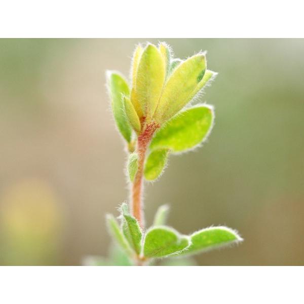 ロータスブリムストーン 10 5cmポット 1本 1年間枯れ保証 下草 トオヤマグリーン 通販 Yahoo ショッピング