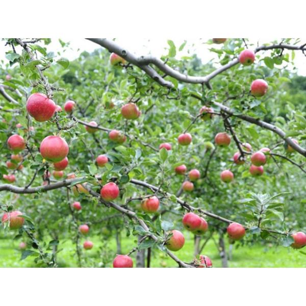 リンゴ つがる 2 0m露地 2本セット 1年間枯れ保証 シンボルツリー落葉 大型商品 個別送料5600円 Www Purrworld Com