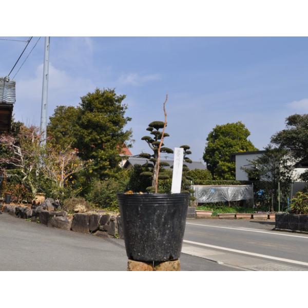 苗 ラズベリーの人気商品 通販 価格比較 価格 Com