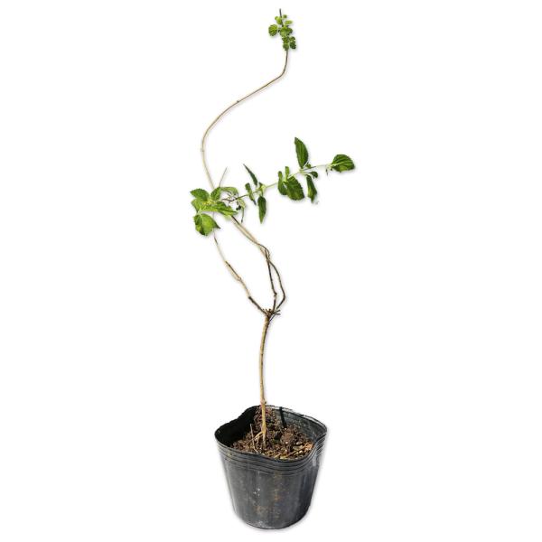 【コバノランタナ/ピンク】() 読み：こばのらんたなぴんく 学名：Lantana montevidensis クマツヅラ科ランタナ属  別名：モンテビデンシス、ランタナ・モンテビデンシス  【名前の由来】   【商品情報】コバノランタナは0...