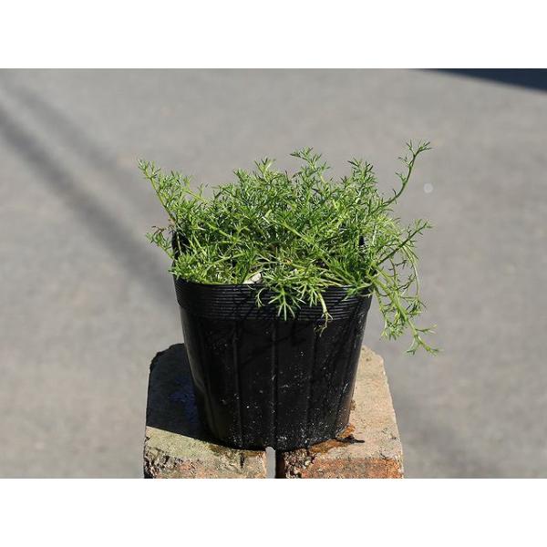 コンパニオンプランツ ギガランキングｊｐ