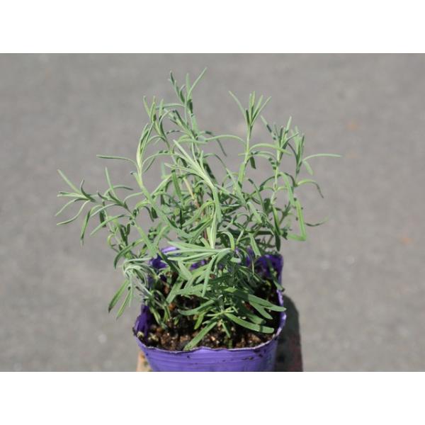 第1位獲得 ラベンダー フレンチラベンダー 9 0cmポット 本セット 1年間枯れ保証 ハーブ トオヤマグリーン 通販 Yahoo ショッピング Www Lfm It