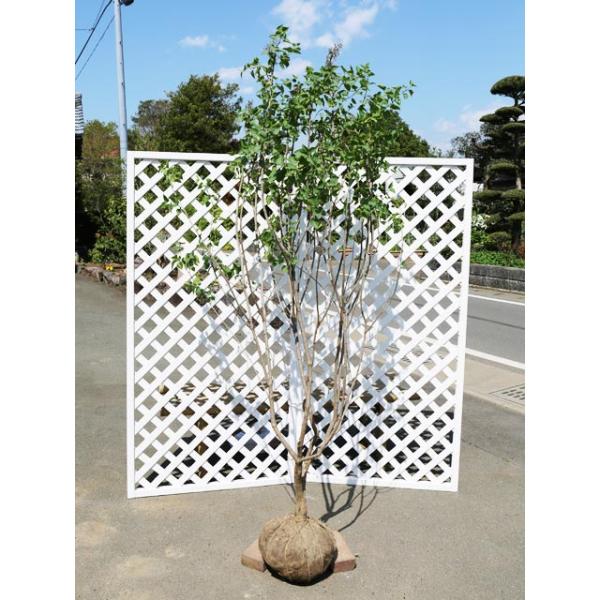 ライラック 2 0m露地 2本セット 1年間枯れ保証 シンボルツリー落葉 大型商品 個別送料5600円 トオヤマグリーン 通販 Yahoo ショッピング