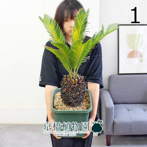 【タニタニ】【現品】金冠蘇鉄/キンカンソテツ　班入り　8号　緑角鉢　（1） 現品】金冠蘇鉄/キンカンソテツ 班入り 8号 緑角鉢（1） : 花の