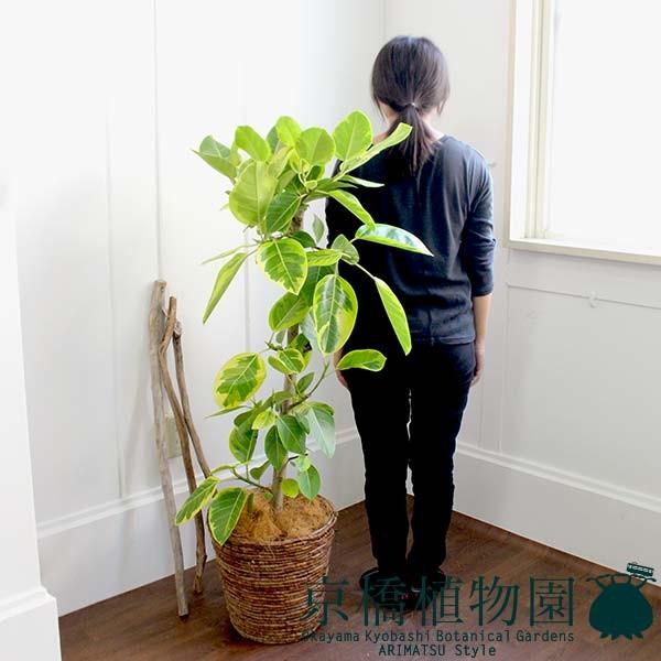 フィカス アルテシーマ 8号 バスケット鉢カバー付き ブラウン Ag 1701 10 株式会社花のアリマツ 通販 Yahoo ショッピング