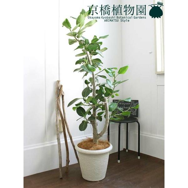 フィカス ベンガレンシス 8号 バルーン鉢カバー付き ブラウン ホワイト Ag 1701 18 花のアリマツ 店 通販 花のアリマツ 店 ハートリーフ フィカス ウンベラータ 7号 曲がり バルーン鉢カバー アンティークブラウン Jessewestenenk Nl