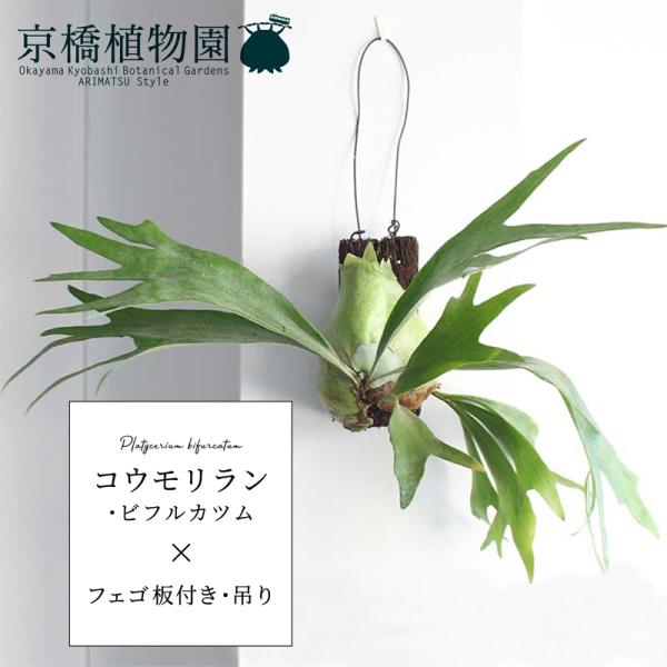安いビカクシダの通販商品を比較 ショッピング情報のオークファン