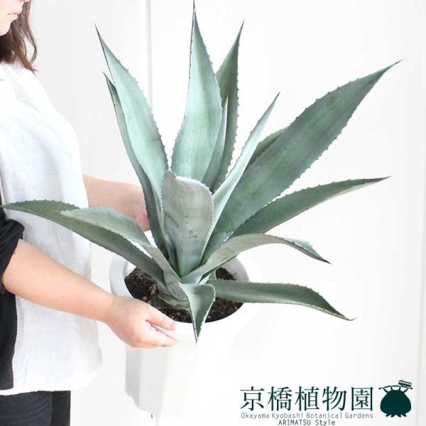 【現品】アガベ・アオノリュウゼツラン　8号　白鉢　（2） green-power_ag-170908