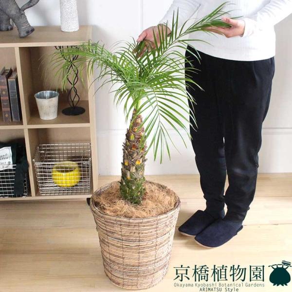 観葉植物 フェニックス 8号の人気商品・通販・価格比較 - 価格.com 観葉植物 フェニックス 8号の人気商品・通販・価格比較 - 価格.com