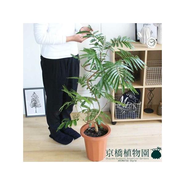 エバーフレッシュ⭐️曲がり⭐️約125〜130cm エバーフレッシュ⭐️曲がり⭐️約125〜130cm | 観葉植物のお店