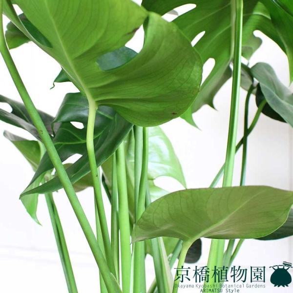 モンステラ 8号【白角鉢】 : 花のアリマツ Yahoo!店 - 通販 - Yahoo