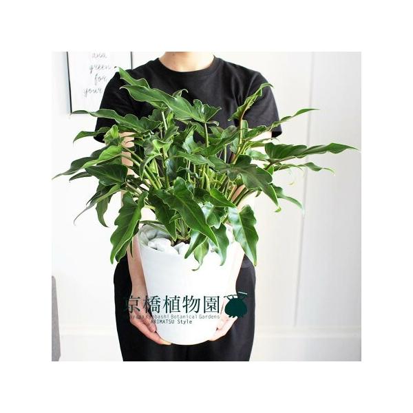 クッカバラ 6号【セラアート鉢】 : 花のアリマツ Yahoo!店 - 通販