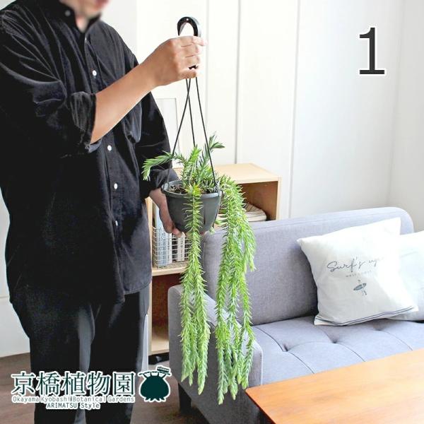 観葉植物 吊り下げの人気商品 通販 価格比較 価格 Com
