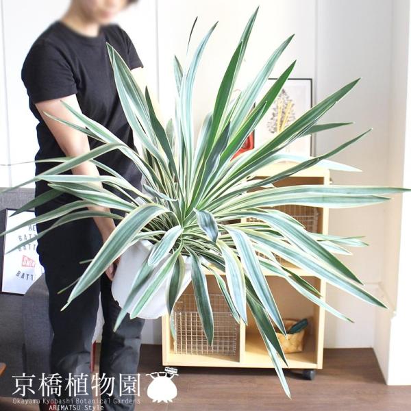 ユッカ・グロリオサ・バリエガータ 8号 : 花のアリマツ Yahoo!店 ユッカ・グロリオサ・バリエガータ 8号 : 花のアリマツ Yahoo!店