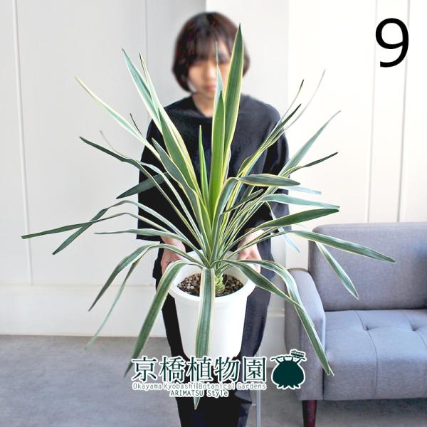 現品】ユッカ・グロリオサ・バリエガータ 8号 白鉢（9） : 花の