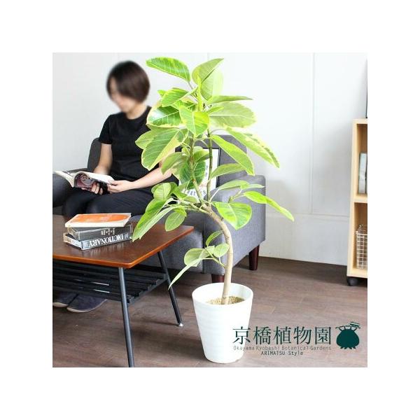 tBJXEAeV[}@Ȃ@7yZA[gz