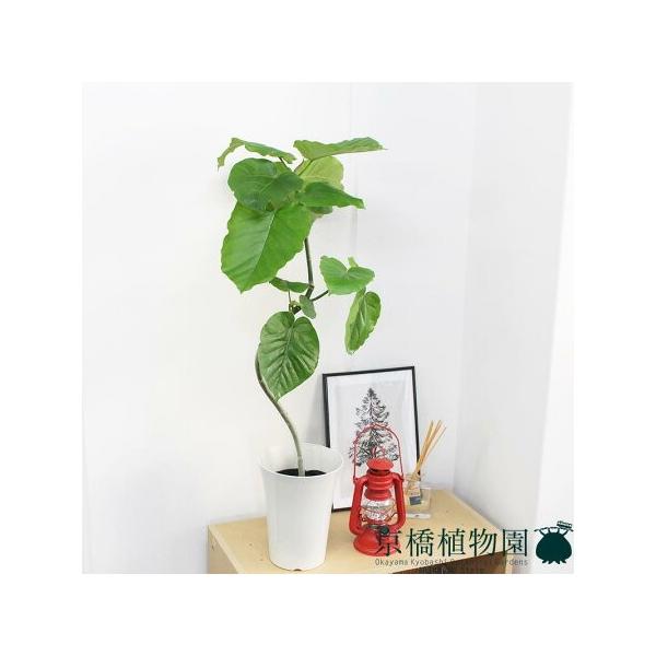 プラスチック 鉢 観葉植物の人気商品 通販 価格比較 価格 Com