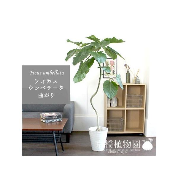 観葉植物 8号 ウンベラータの人気商品・通販・価格比較 - 価格.com 観葉植物 8号 ウンベラータの人気商品・通販・価格比較 - 価格.com