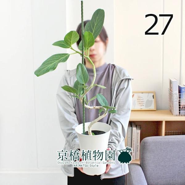 観葉植物 フィカス フィカスベンガレンシスの人気商品 通販 価格比較 価格 Com