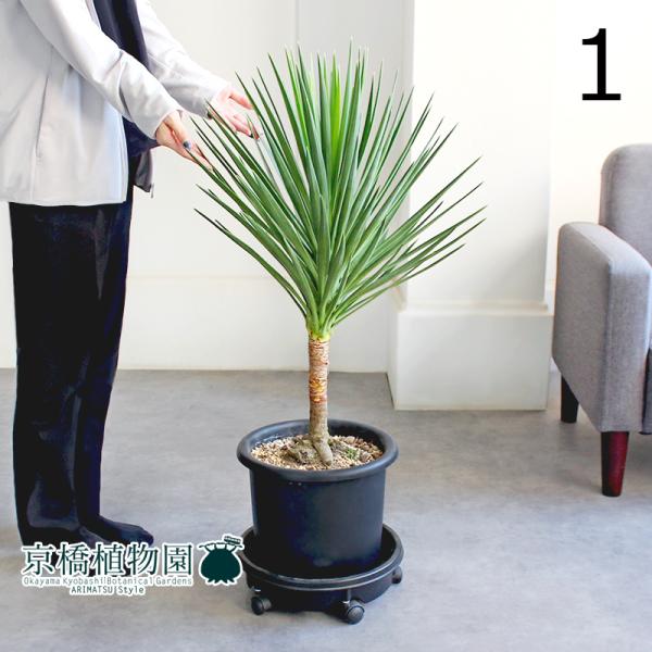 現品】国内実生株 ユッカ・アロイフォリア 9号 2X番 ユッカ・アロイ