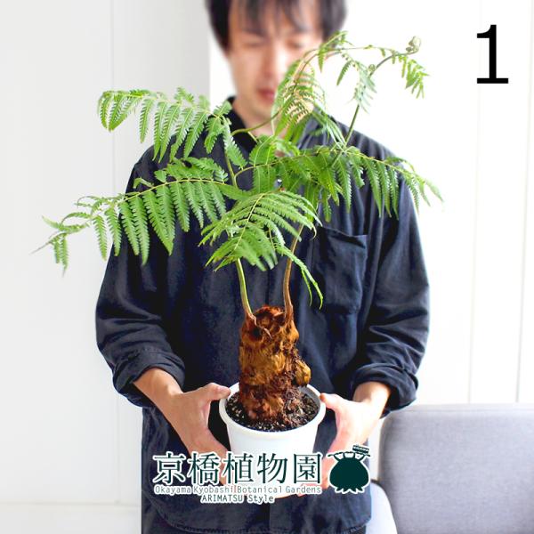 【現品】金毛狗（キンモウコウ）　5号　白鉢　（3） 現品】金毛狗（キンモウコウ） 5号 白鉢（1） : 花のアリマツ