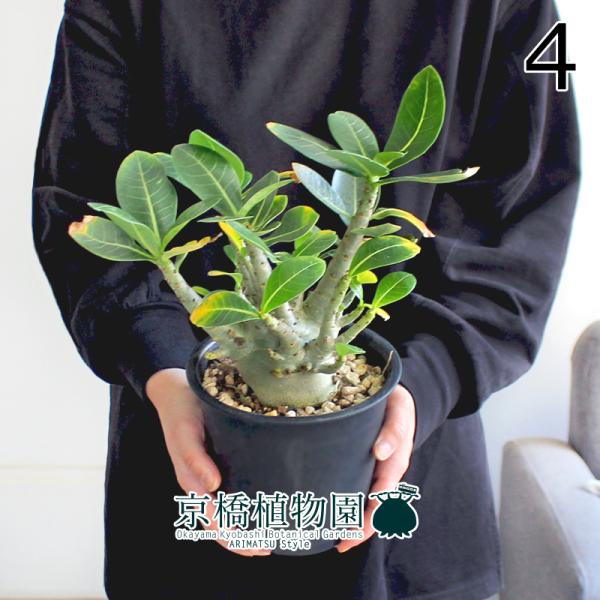 現品】アデニウム・アラビカム モンスター 5号 黒鉢（4） : 花の