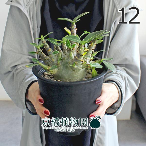 現品】アデニウム・アラビカム モンスター 5号 黒鉢（12） : 花の