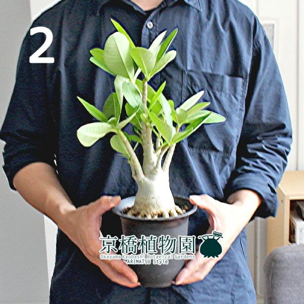 アデニウムの人気商品 通販 価格比較 価格 Com