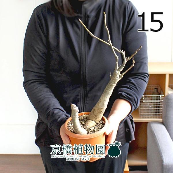 観葉植物 バオバブの人気商品 通販 価格比較 価格 Com