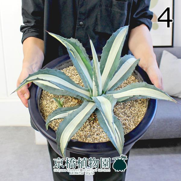 現品】アガベ・アメリカーナ 華厳 特大株 13号 黒鉢（4） : 花の