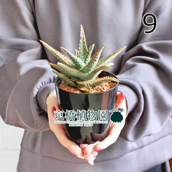 アロエ 観葉植物の人気商品 通販 価格比較 価格 Com