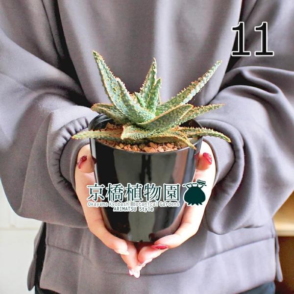 観葉植物 アロエ 3号 観葉植物の人気商品 通販 価格比較 価格 Com