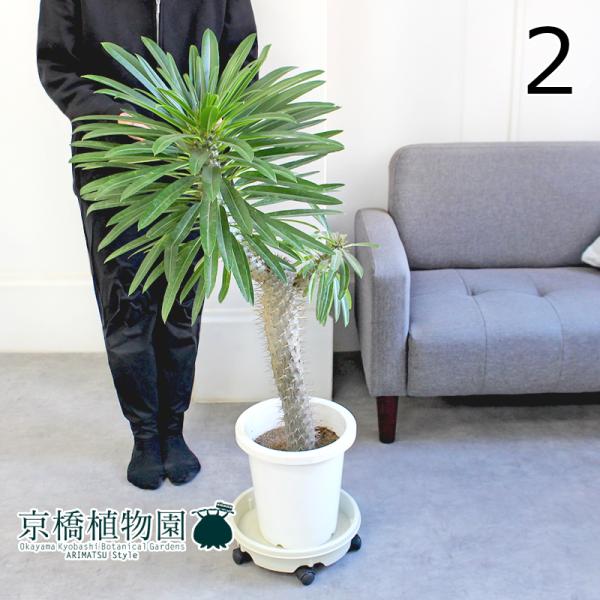 現品】パキポディウム・ラメリー（ラメレイ） 8号 白鉢（2） : 花の