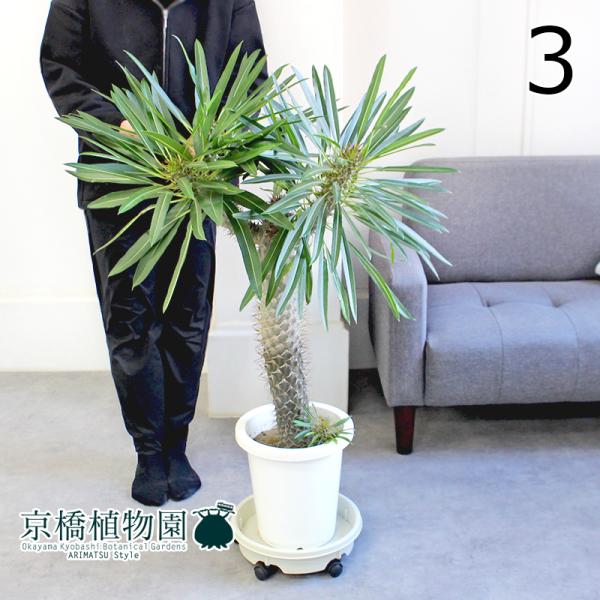 現品】パキポディウム・ラメリー（ラメレイ） 8号 白鉢（3） : 花の 