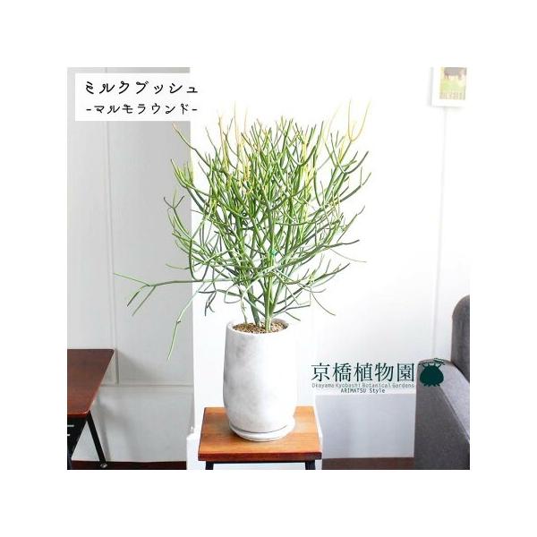 新宿で手渡し限定【観葉植物】 ミルクブッシュ大型株❤️ 全長約120cm 新宿で手渡し限定【観葉植物】 ミルクブッシュ大型株❤️ 全長約