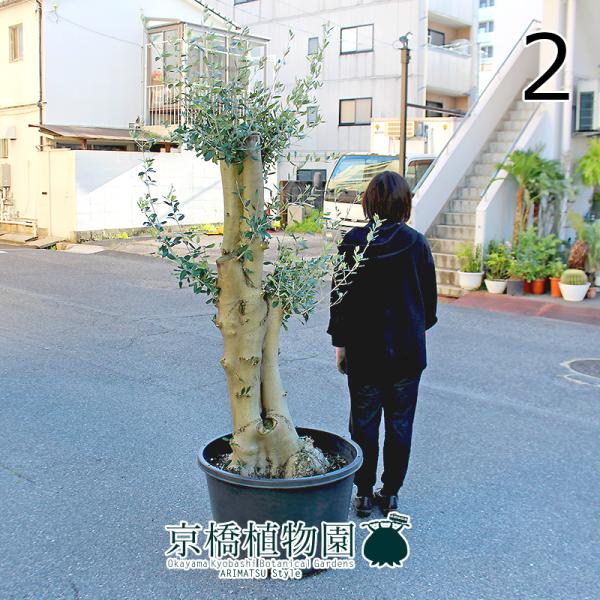 現品】オリーブ・ルッカ 古木 超極太 20号 黒鉢（2） : 花のアリマツ