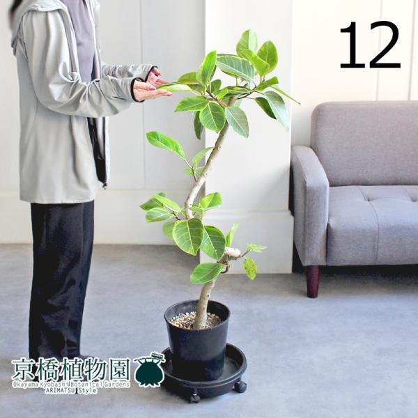 【現品】フィカス・アルテシーマ　7号　曲がり　黒鉢　（1） 現品】フィカス・アルテシーマ 朴・曲がり 7号 黒鉢（12） : 花