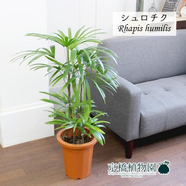 観葉植物 8号 シュロチクの人気商品・通販・価格比較 - 価格.com 観葉植物 8号 シュロチクの人気商品・通販・価格比較 - 価格.com