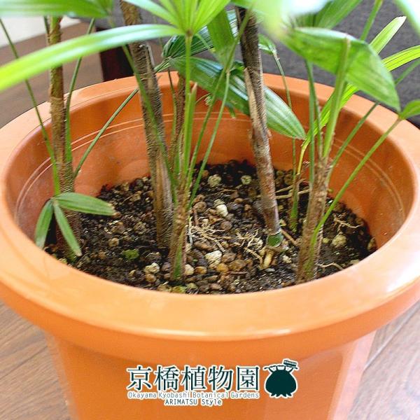 シュロチク/棕櫚竹 8号 : 花のアリマツ Yahoo!店 - 通販 - Yahoo