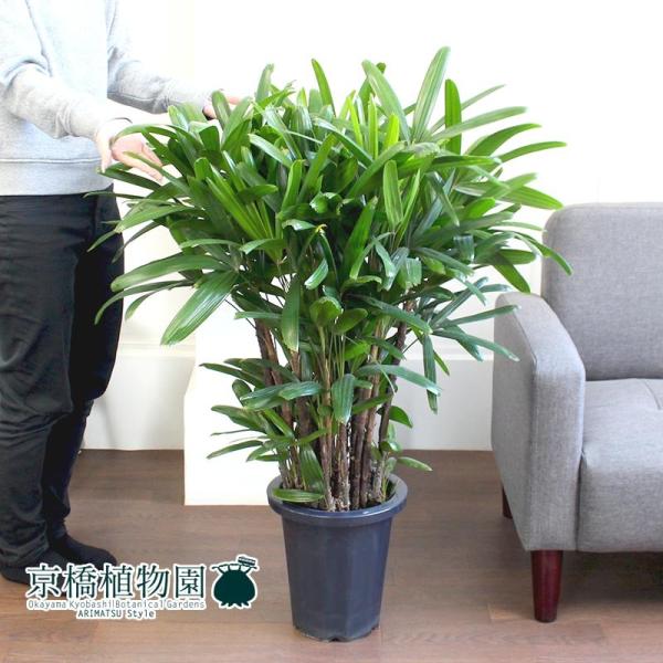 カンノンチク/観音竹 8号 : 花のアリマツ Yahoo!店 - 通販 - Yahoo