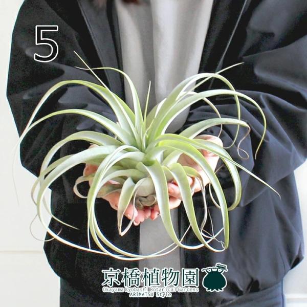 観葉植物 エアプランツ キセログラフィカの人気商品 通販 価格比較 価格 Com