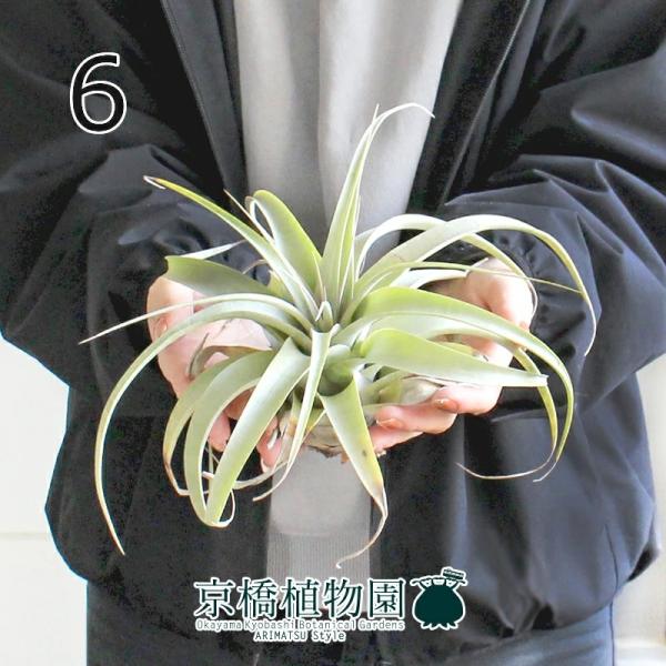 観葉植物 エアプランツ キセログラフィカの人気商品 通販 価格比較 価格 Com