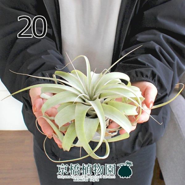 観葉植物 エアプランツ キセログラフィカの人気商品 通販 価格比較 価格 Com